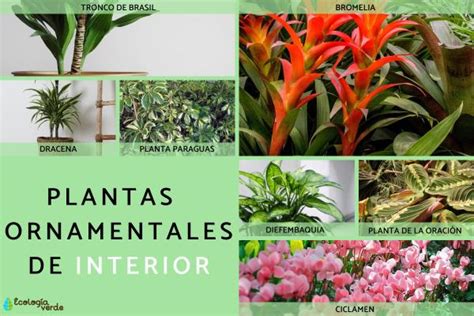 Imágenes De Plantas Ornamentales Con Nombres Nucleo Jardin