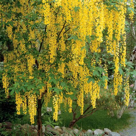 Dwarf Weeping Trees For Small Gardens | Fasci Garden