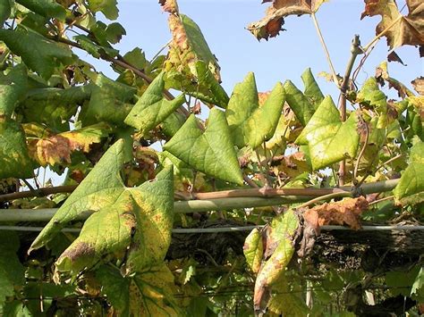 Flavescenza Dorata Nuove Soluzioni Ecocompatibili VVQ Vigne Vini