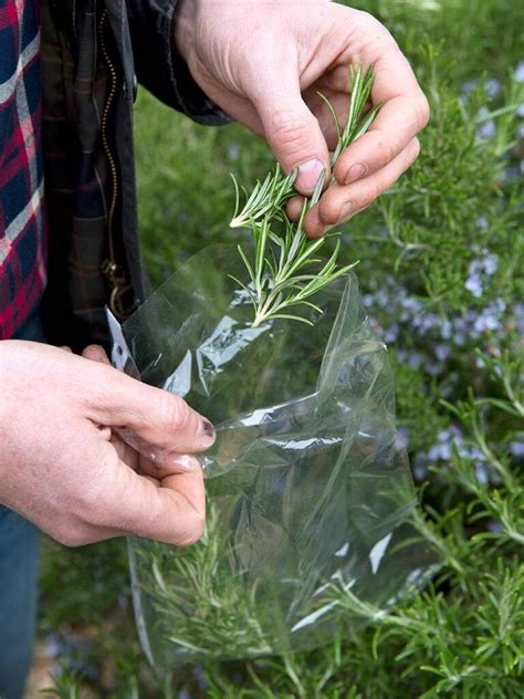 Lavendel Stekken Voor Beginners Artofit