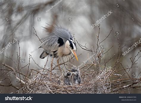 Grey Heron Nesting Crown Tree Heron Stock Photo (Edit Now) 2080437355