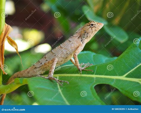 Tropical Lizard Stock Photo - Image: 58828285