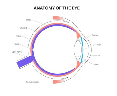 Anatomia Oka Struktura Ludzkiego Oka Infografika Najbardziej Zewnętrzna