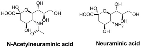 Neuraminic Acid Liberal Dictionary