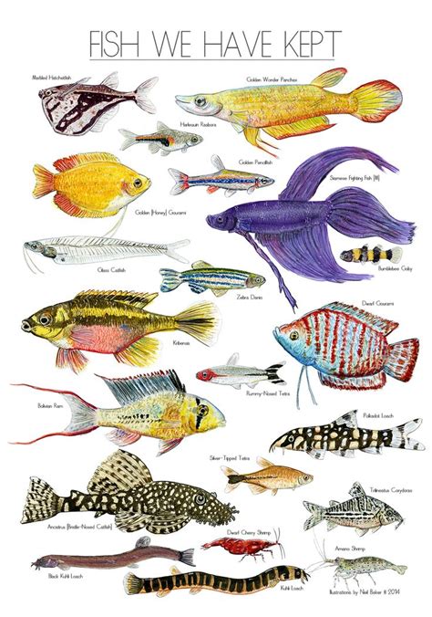 Scientific Illustration | Fish drawings, Freshwater aquarium fish ...