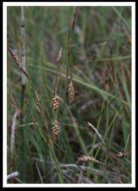 2: Some typical fen species that are severely threatened by habitat... | Download Scientific Diagram