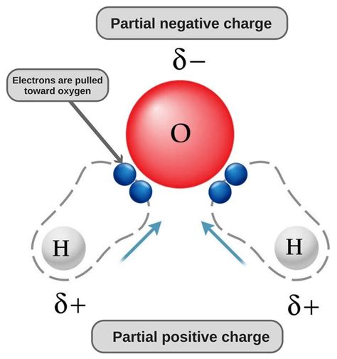 In Water Oxygen Has A Slight Negative Charge And Hydrogen Has A Slight