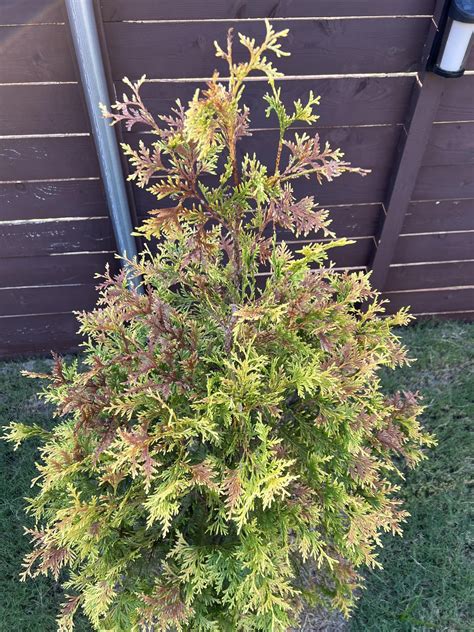 Please Help Are My Green Thuja Giants Dying Rlandscaping