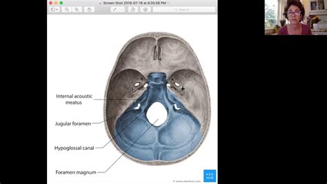 Where Is The Jugular Foramen Located