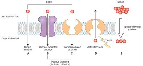 An Analysis of Passive and Active Transport: Examining the Overlapping Areas