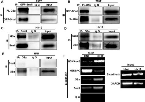 G A Interacts With Snail And Binds To The E Cadherin Promoter Ab