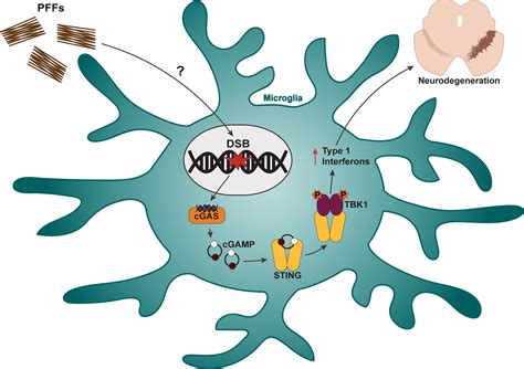 Alpha Synucleinmediated DNA Damage STING Activation And