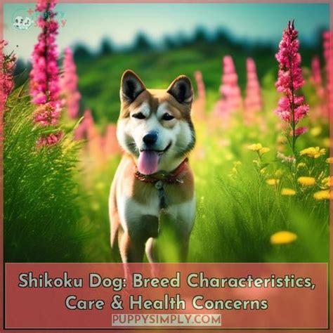 Shikoku Dog: Breed Characteristics, Care & Health Concerns