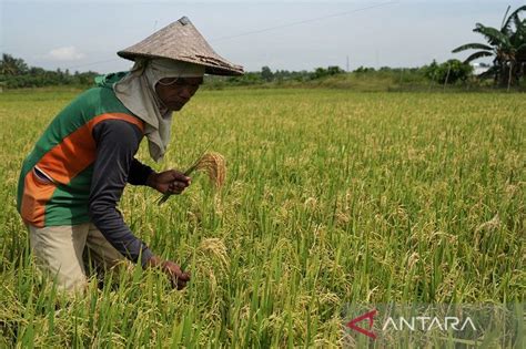 Hama Penggerek Batang Serang Tanaman Padi Antara Sultra