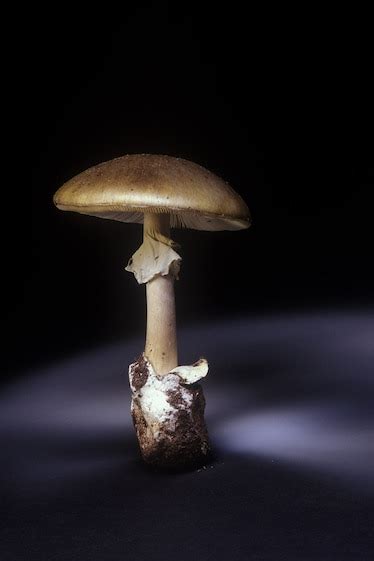 Death cap mushrooms are extremely deadly—and they’re spreading