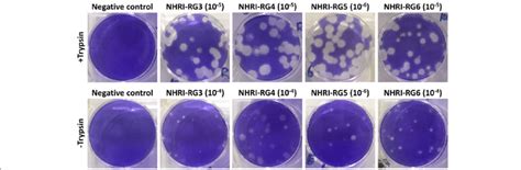 Plaque Forming Ability Of H N Reassortant Viruses In Mdck Cells With