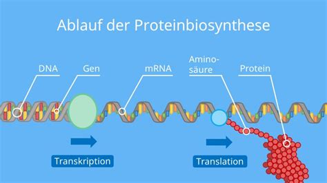 Proteinbiosynthese Transkription Und Translation Mit Video