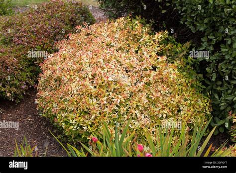 Abelia × Grandiflora Kaleidoscope Glossy Abelia Shrub Stock Photo