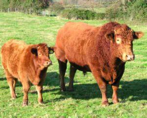 Piedmontese Cattle Characteristics, Uses & Origin