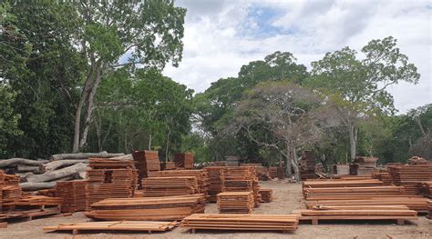 Selva Maya Tropical Timber Trade Mission November 2024 Probos