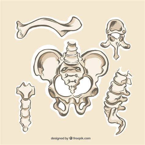 Anatómicas Huesos Humanos Descargar Vectores gratis