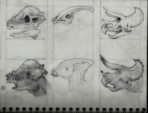 Study of Ornithischian Skulls by SaurArch on DeviantArt