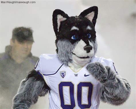 Mascot Monday: Harry the Husky with Dubs | KC College Gameday