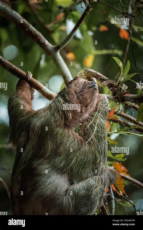 Cute Sloth Hanging On Tree Branch Perfect Portrait Of Wild Animal In