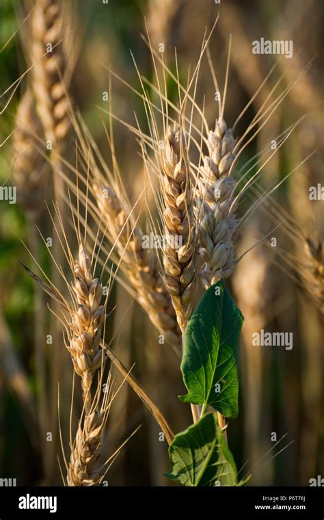 Planta De Triticale Fotograf As E Im Genes De Alta Resoluci N Alamy