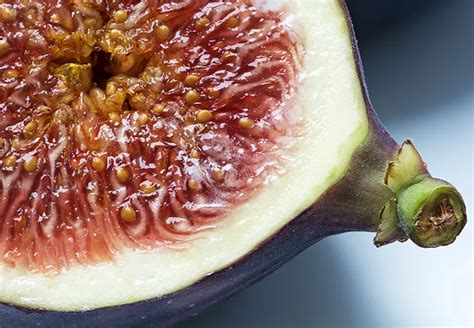 Figs Wasps How Are Figs Pollinated Foodunfolded