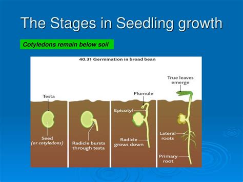 C40 Sexual Reproduction In Flowering Plants Ppt Download