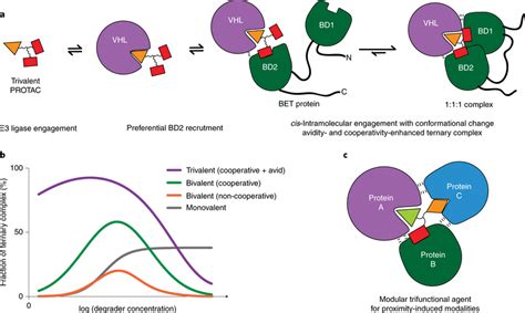 Models Of Trivalent Ternary Complex Formation And Advantages Over