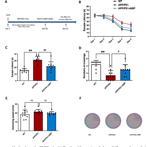 Figure 1 From Dl 3 N Butylphthalide Promotes Microglial Phagocytosis