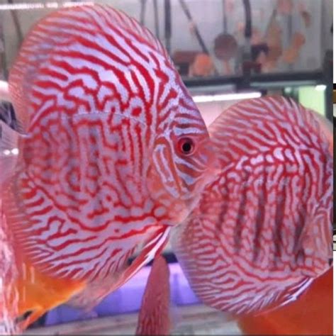 Jual Styrofoam Discus White Tiger Grade A Size 2 4 5 Shopee Indonesia