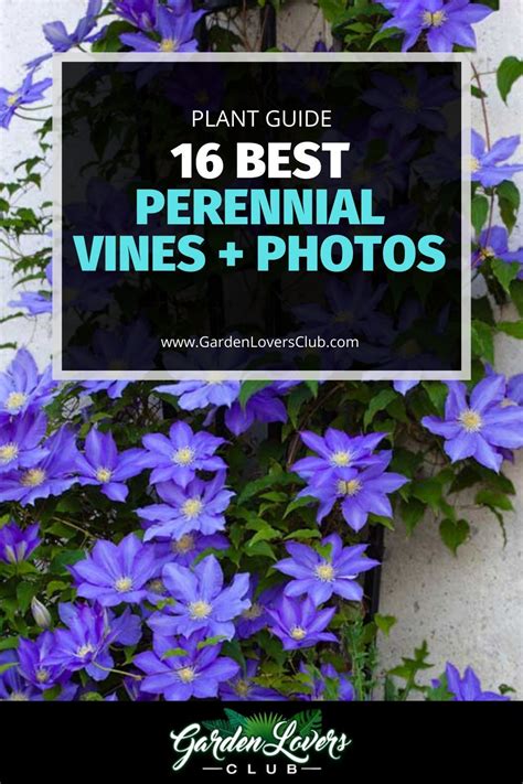 Perennial Vines Are The Perfect Solution In So Many Different