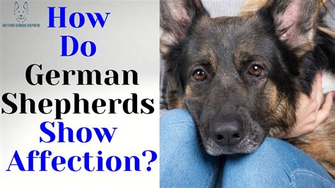 How Do German Shepherds Show Affection Youtube