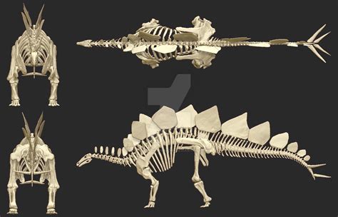 Stegosaurus Skeleton By Art Minion Andrew0 On Deviantart