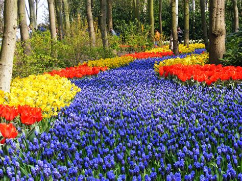 Tip Toe Through The Tulips Travel To Visit Tulips Garden Garden