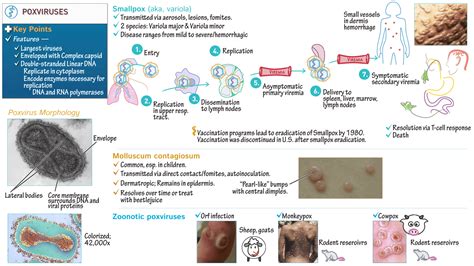 Pathology: Poxviruses: Smallpox & Molluscum Contagiosum | Draw It to ...