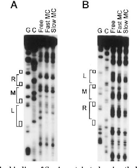 Figure 2 From Interaction Of Seqa And Dam Methylase On The