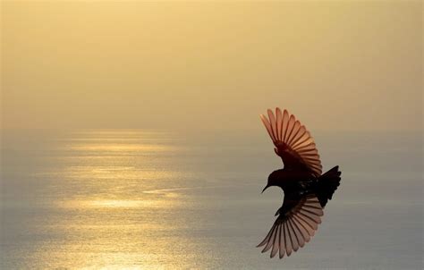 Bird Wings Wallpapers - Top Free Bird Wings Backgrounds - WallpaperAccess