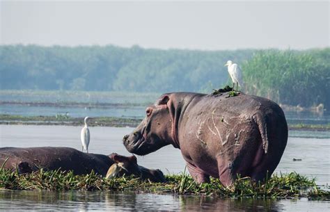 Best Time To Visit Murchison Falls National Park Murchison Falls Park