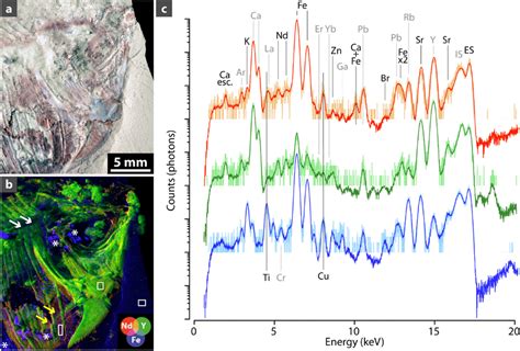 Synchrotron Xrf Mapping Of Major To Trace Elements Of The Anterior Part Download Scientific