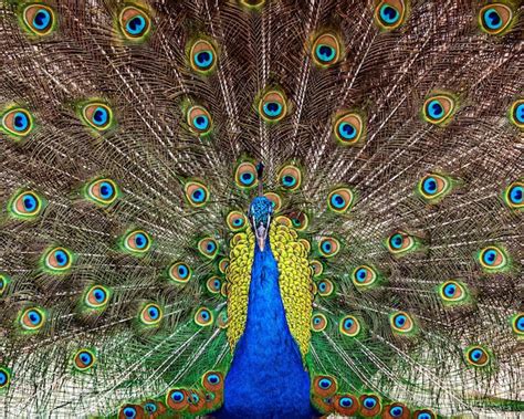 Premium Photo Adult Male Indian Peacock Pavo Cristatus Displaying His