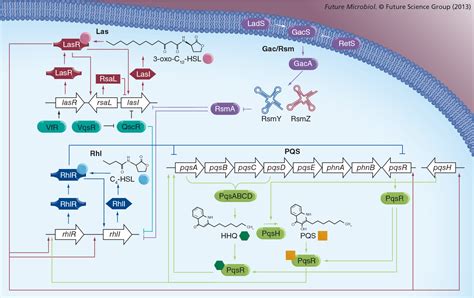 Figure From Targeting Quorum Sensing In Pseudomonas Aeruginosa