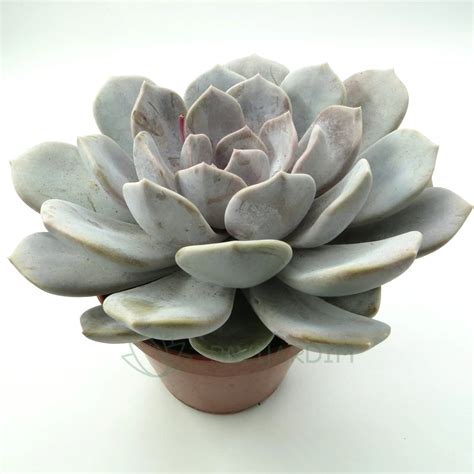 Echeveria Asante Sana Pavijardim