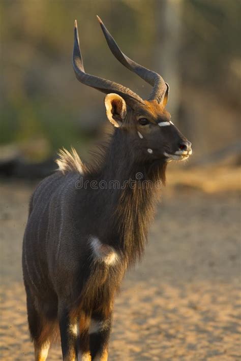 Nyala Bull Stock Photo Image Of Male Angasii African 15669194