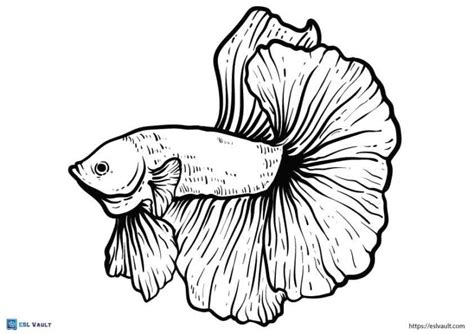 14 Free Betta Fish Coloring Page Printables Esl Vault