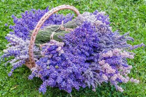 Strongest Scented English Lavender Varieties