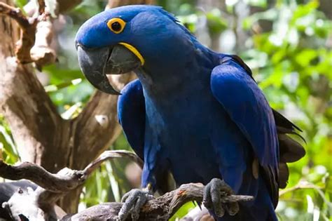 Hyacinth Macaw Facts – Hyacinth Macaw Habitat & Diet